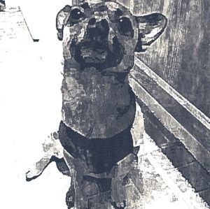 Meet your Posher, Julio